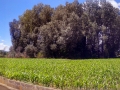 Panorámica Cementerio-Iglesia-Ermita desde atrás